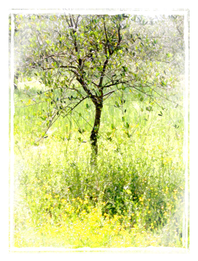 Olive Grove with Yellow Flowers